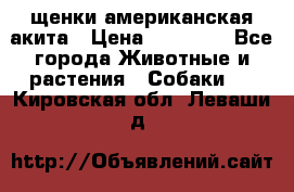 щенки американская акита › Цена ­ 30 000 - Все города Животные и растения » Собаки   . Кировская обл.,Леваши д.